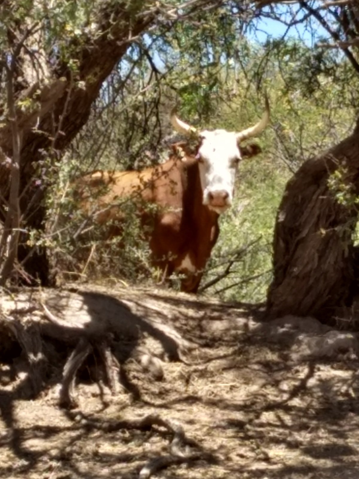 Slight Glance to the&nbsp;Left