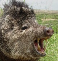 javelina