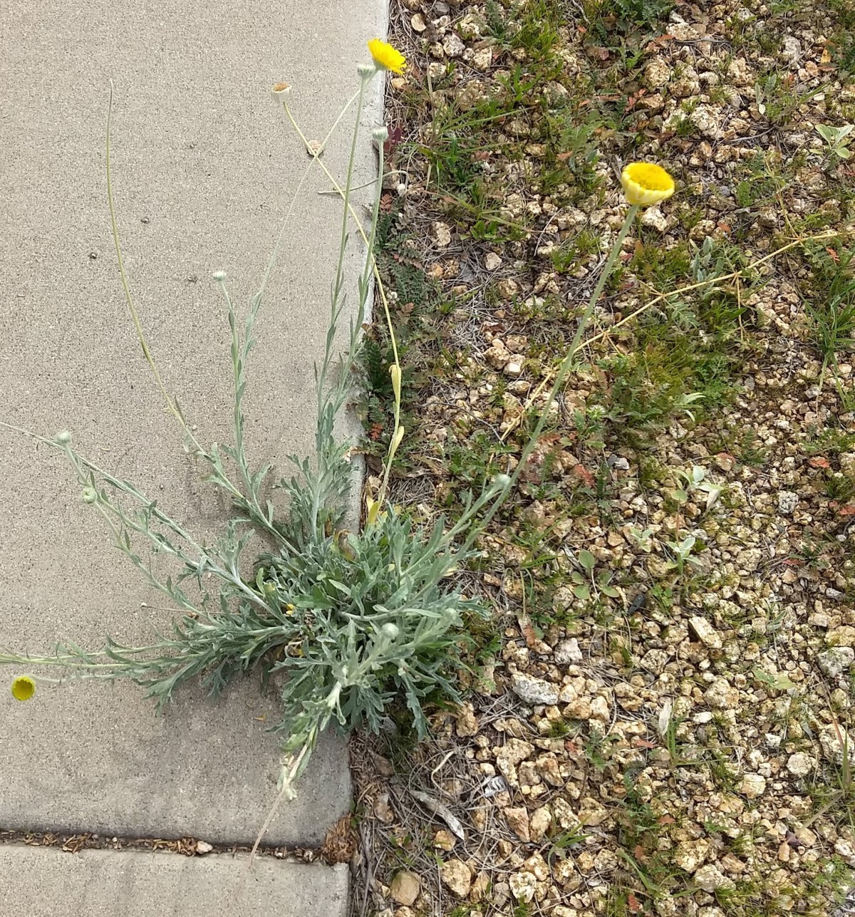 Bloom Where You’re Planted??????!!!!!!