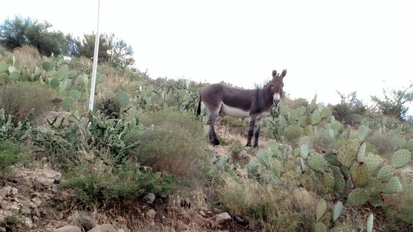 Donkey and Prickly Pear