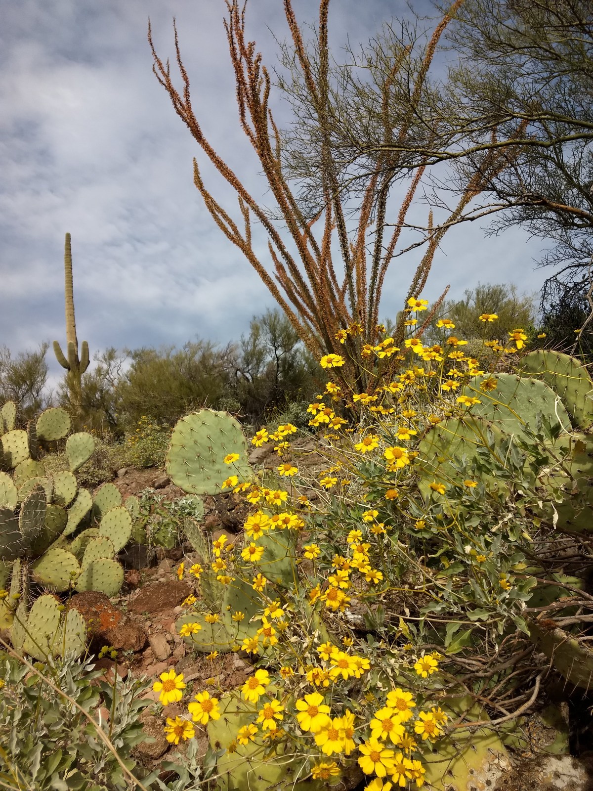 Desert Abundance- a&nbsp;Parable